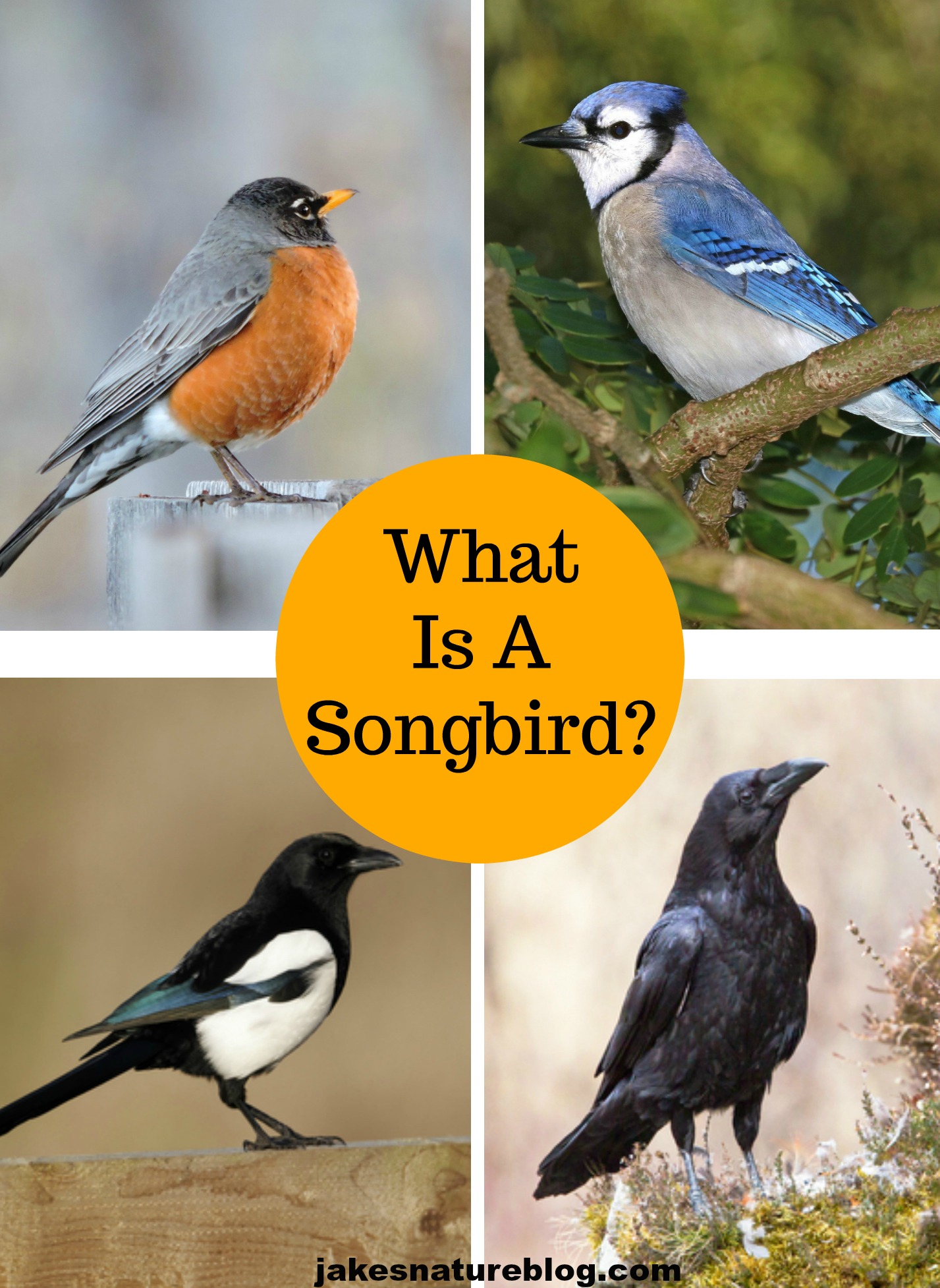 types of song birds