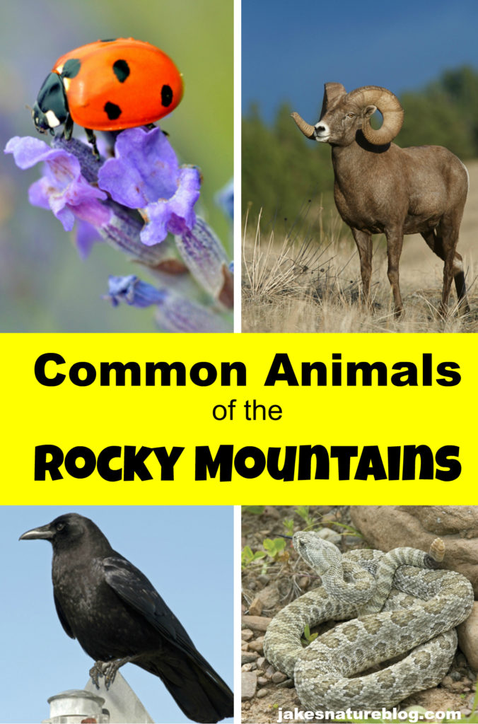 Common Rocky Mountain Animals