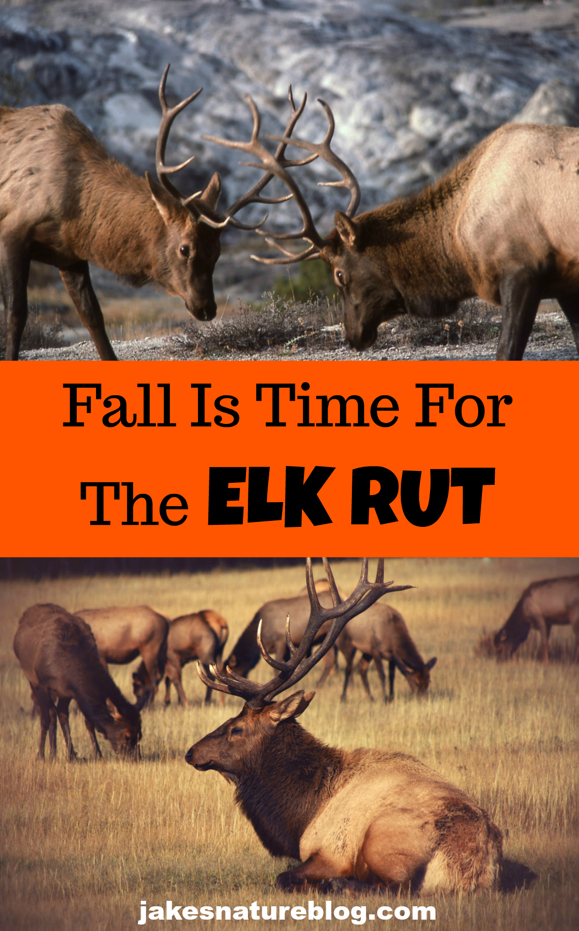 Watch Out During The Elk Rut! Elk Breeding Season Jake's Nature Blog