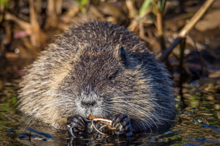 muskrat stuffed animal