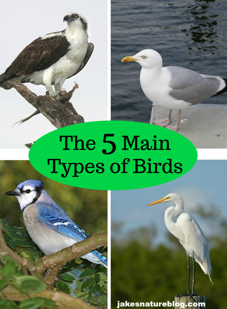 The 5 Main Types Of Birds - Tip For Beginner Birders - Jake's Nature Blog