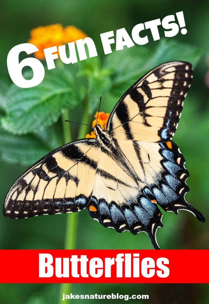 6 Butterfly Facts