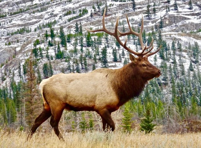 do male elk really mate