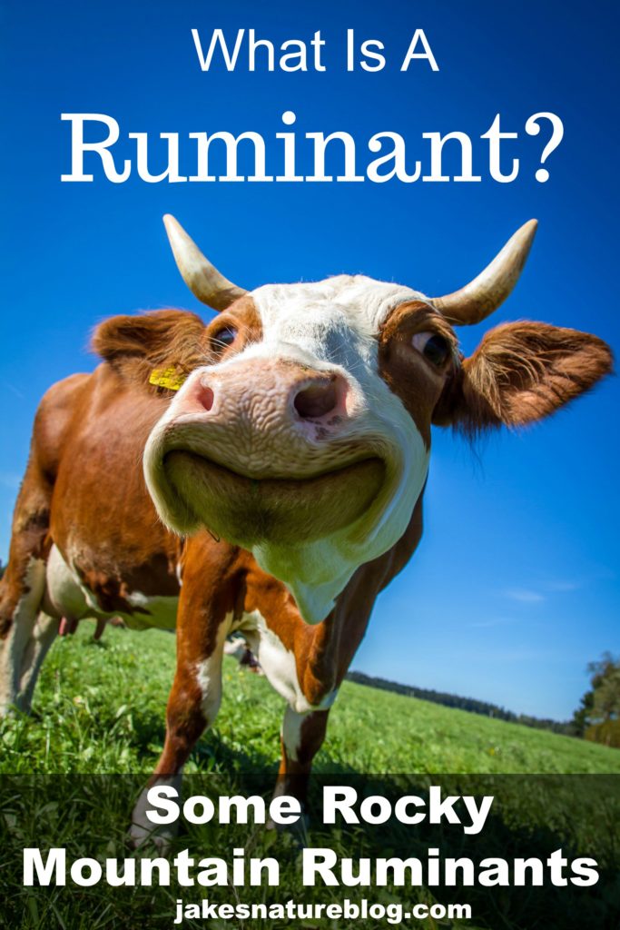 Ruminant? Definition & Rocky Mountain Ruminants Jake's Nature Blog