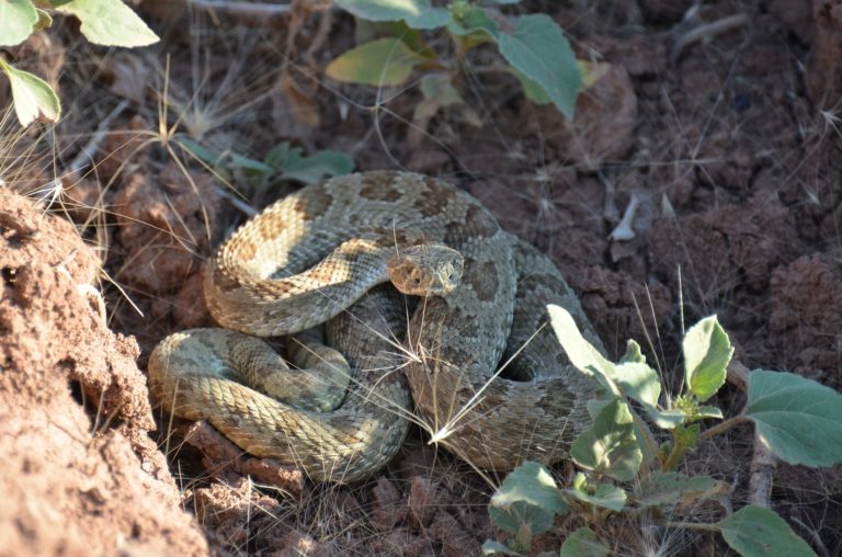 Spring Is A Good Time To Be Extra Aware Of Western Rattlesnakes.