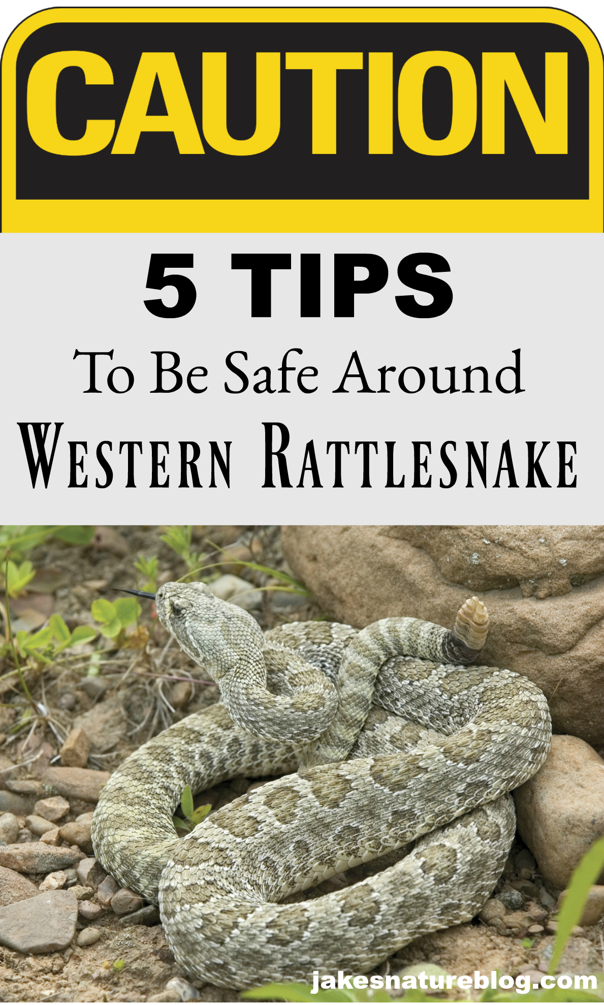 5 Tips To Be Safe Around Western Rattlesnakes - Jake's Nature Blog