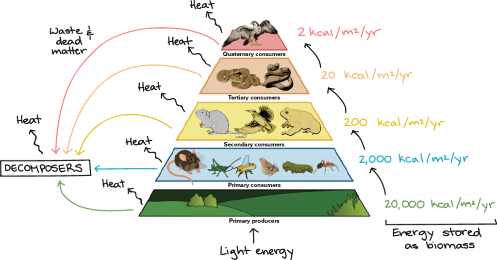 image-modified-from-ecological-pyramid-by-ck-12-foundation-cc-by-nc-3-0