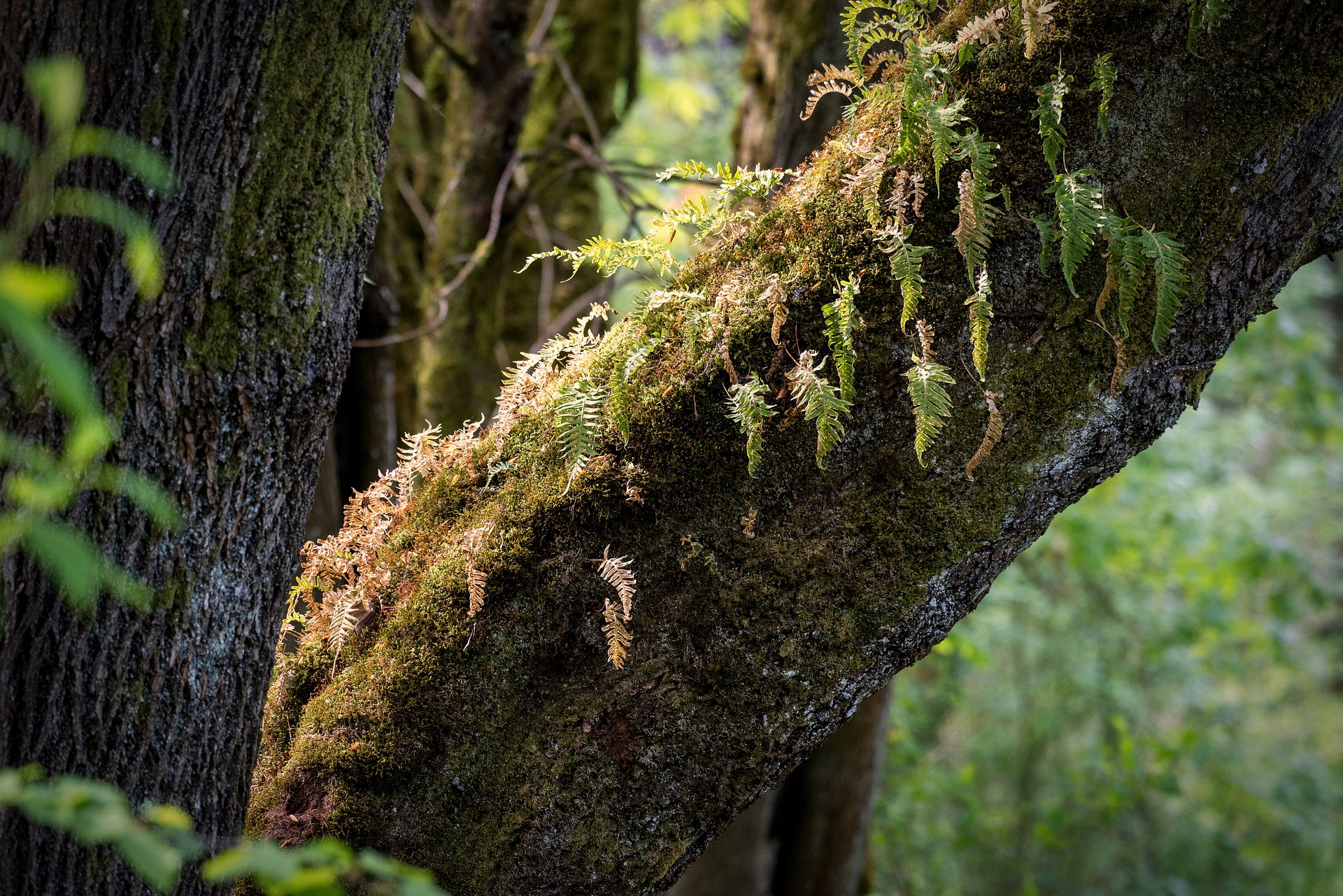 Epiphytes Are Unique Plants - Definition & Examples - Jake's Nature Blog