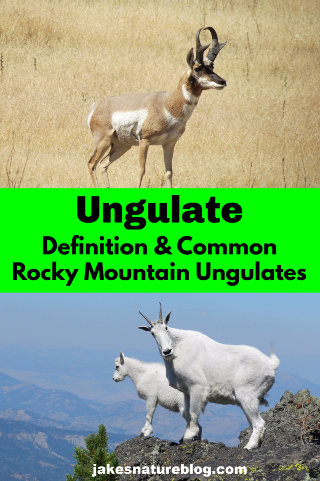 rocky-mountain-ungulates-do-you-know-these-animals-jake-s-nature-blog